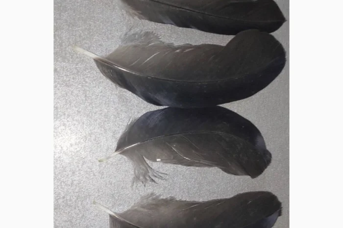 Перо Ворона Крука. Эксклюзивные перья для декора и другого- фото № 2