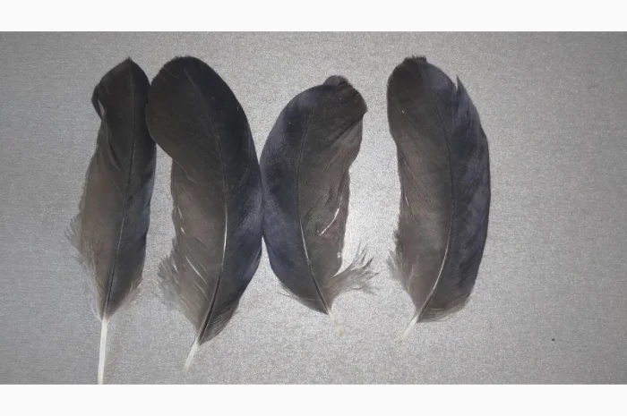Перо Ворона Крука. Эксклюзивные перья для декора и другого- фото № 3