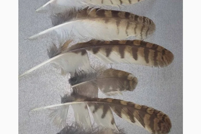 Перья сов. Прекрасное украшение для разных подделок, украшений и другого, разных размеров- фото № 2