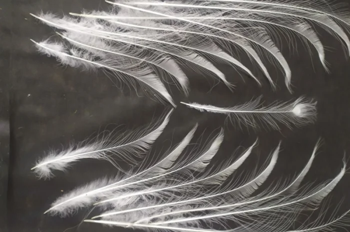 Перо белого павлина- фото № 3