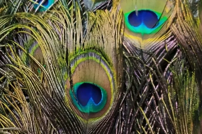 Перья павлина- фото № 1