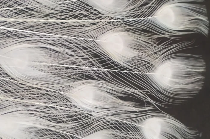 Перья павлина- фото № 10