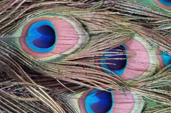 Перья павлина- фото № 2