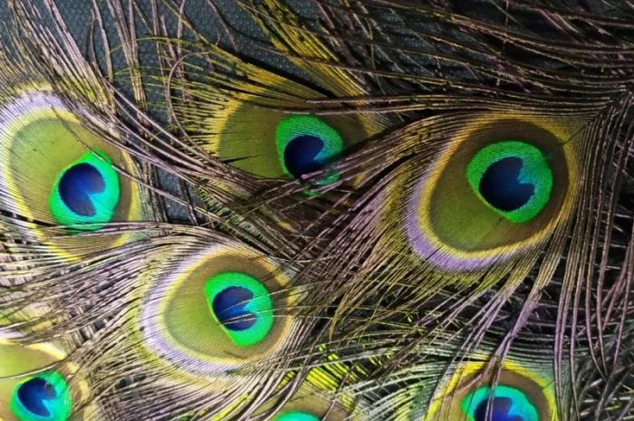 Перья павлина- фото № 3