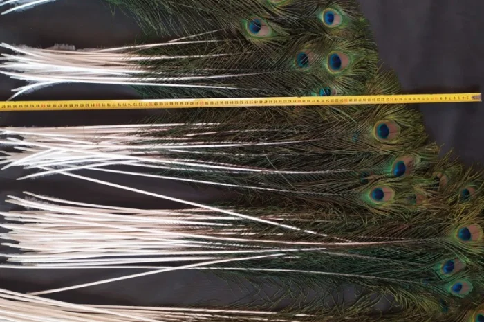 Перья павлина- фото № 4