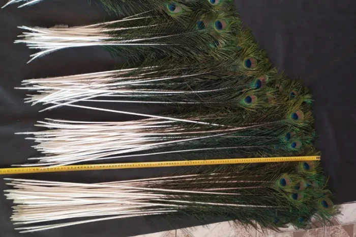 Перья павлина- фото № 5