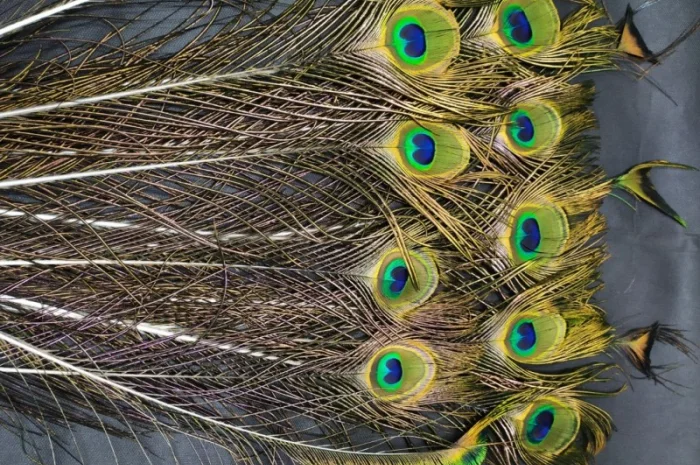 Перья павлина- фото № 6
