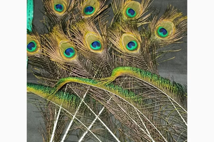 Перья павлина- фото № 7