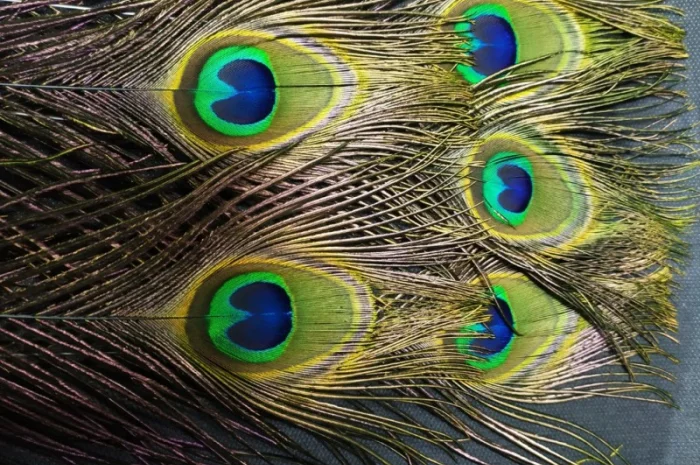 Перья павлина- фото № 8