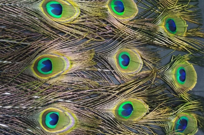 Перья павлина- фото № 9