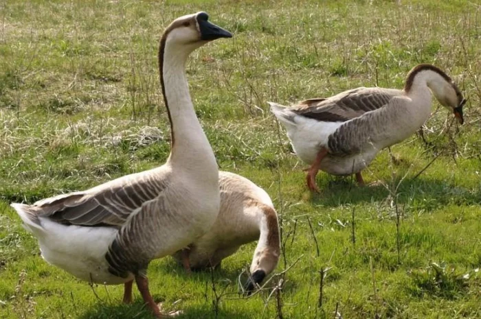 Закуповую Пух Перо свіже Гусяче, Качине, Бу перини подушки, Горіх круглий- фото № 1