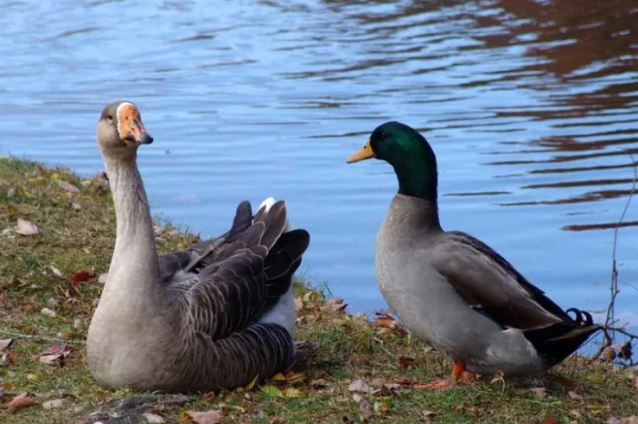 Закуповую Пух Перо свіже Гусяче, Качине, Бу перини подушки. Украіна- фото № 1