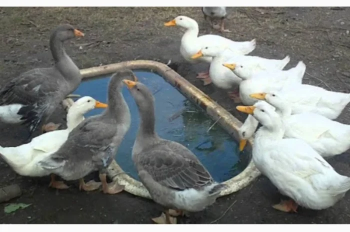 Куплю на постійній основі Пух Перо свіже Гусяче, Качине, Бу перини подушки- фото № 1