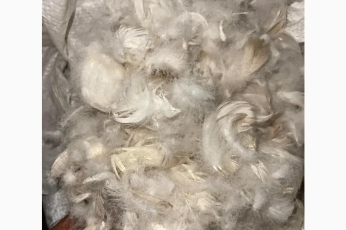 Продам біле свіже гусяче пух-перо з власних гусей- фото № 1