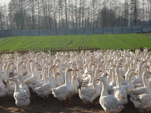 Куплю пух/перо ДОРОГО- фото № 1