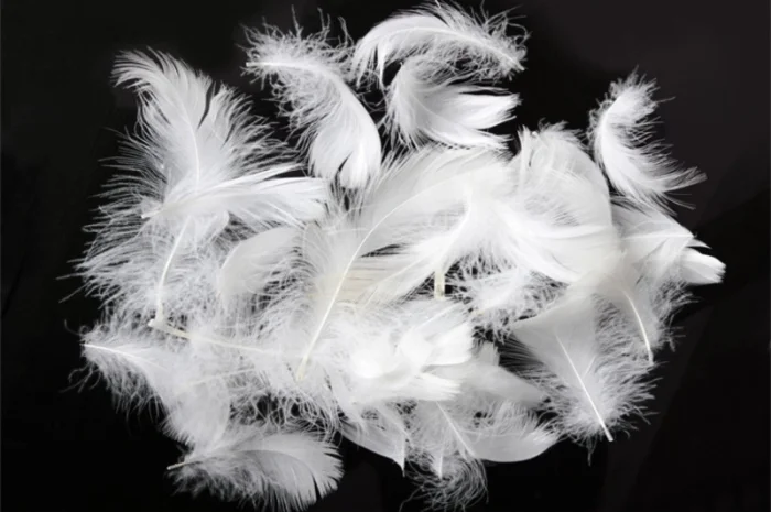 Заготовляю пір' я, свіже і беу- фото № 1