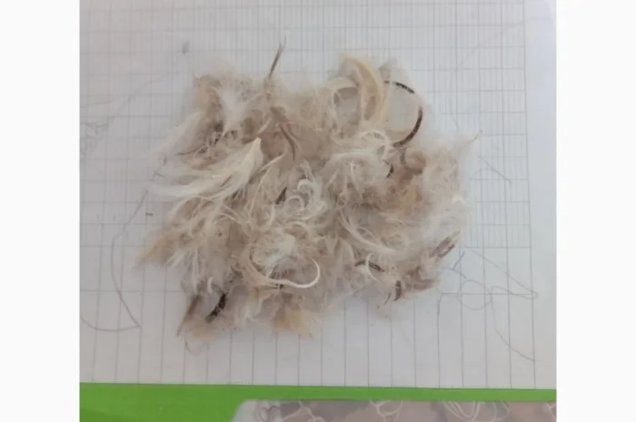 Купую пір'я, пух гусей та качок- фото № 1