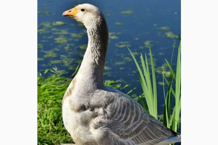 Купимо піря- фото № 1