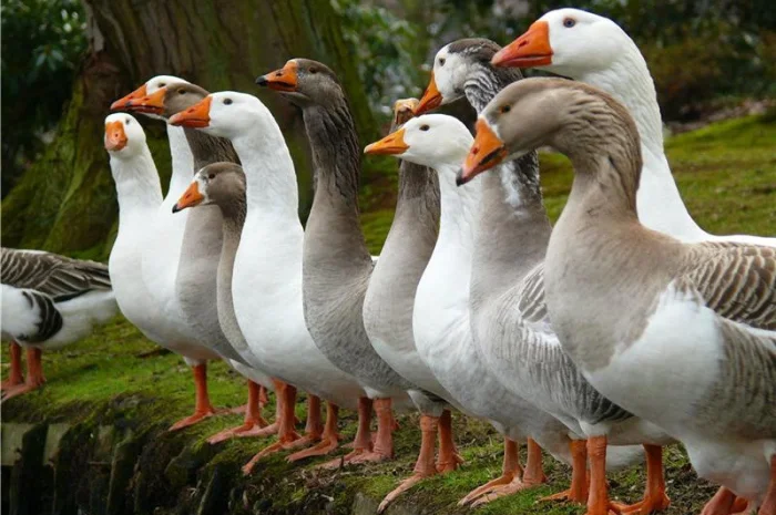 Купуємо пух-перо- фото № 1