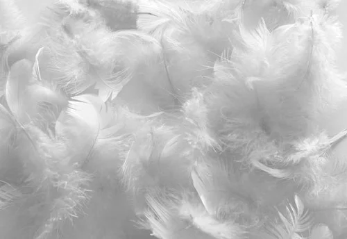 Продаю гусиные перья- фото № 1