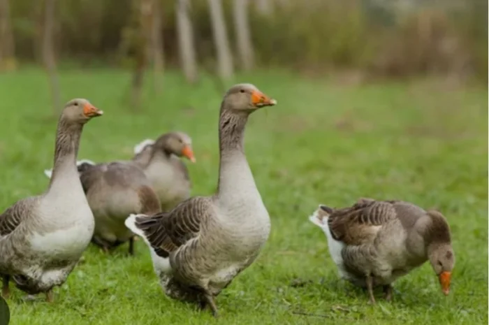 Покупаем пух-перо, старые подушки, перины- фото № 1