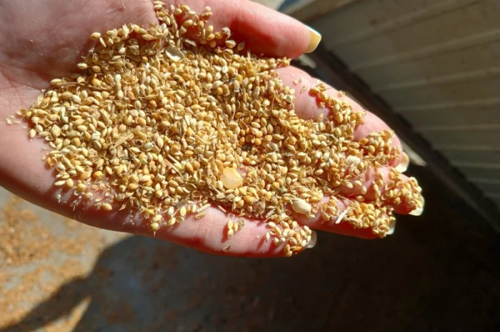 Продам відходи від очистки проса 2 грн/кг- фото № 1