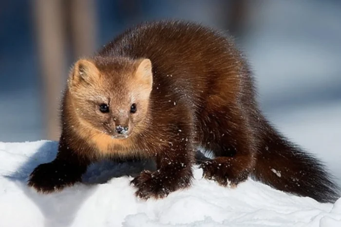 Купуємо ХУТРО КУНИЦІ та інше- фото № 1