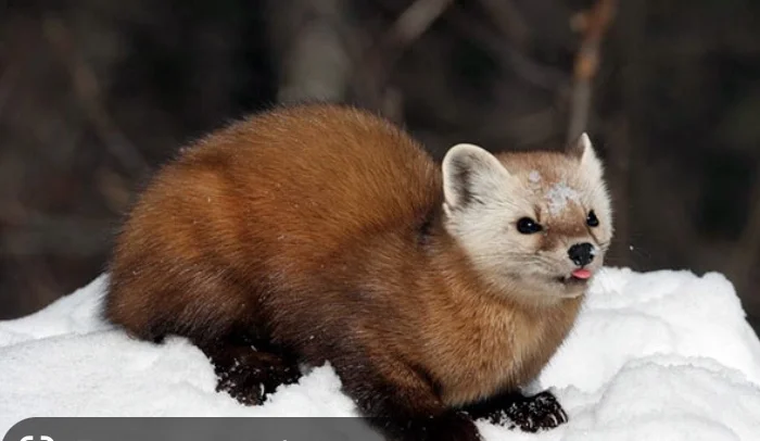 Куплю хутро КУНИЦІ!!!Найвищі ціни- фото № 1