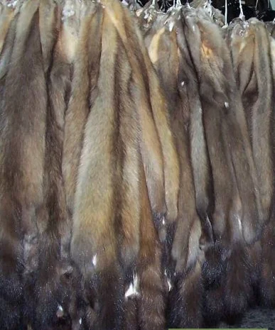 Куплю шкури лисиць куниць кролiв та iн- фото № 1