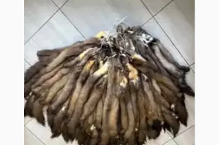 Дорого куплю хутро шкури Куниці- фото № 1