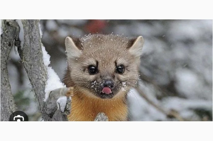 Куплю хутро куниці дорого- фото № 1