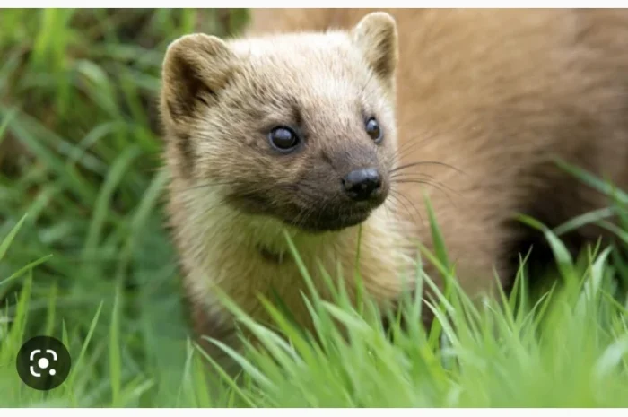 Куплю хутро куниці та єнота- фото № 1