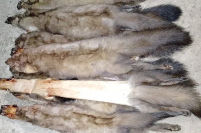 Купую шкури куниці та інших тварин недорого- фото № 1