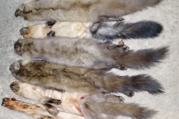 Купую шкури куниці та інших тварин недорого- фото № 2