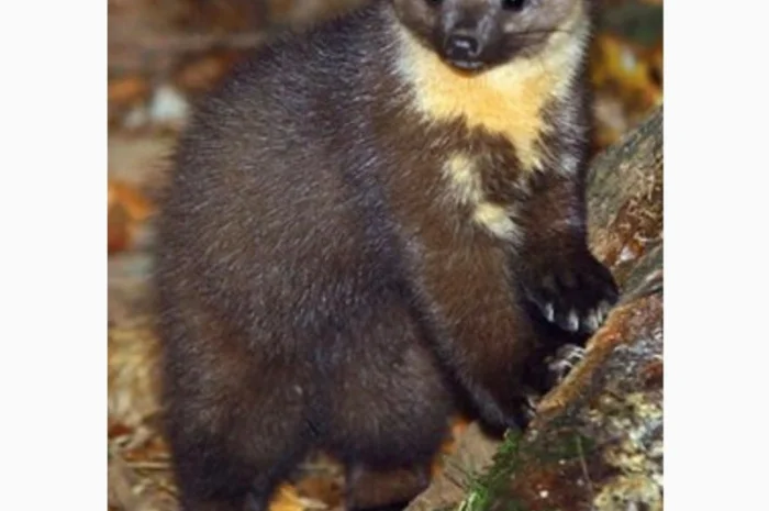 Куплю куницю дорого- фото № 1