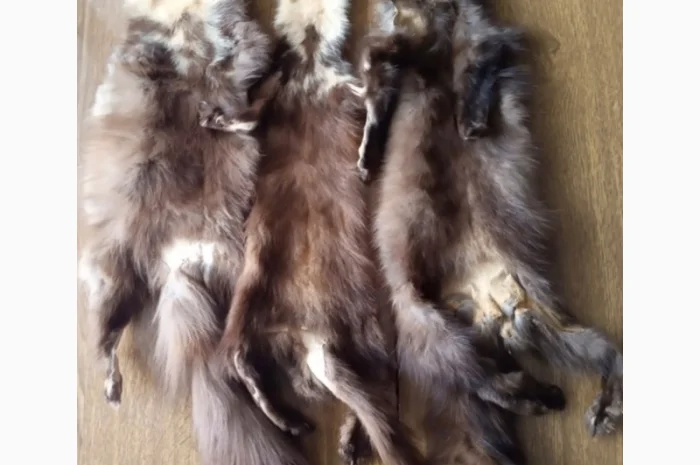 Куплю купуємо Дорого шкури куниць- фото № 1