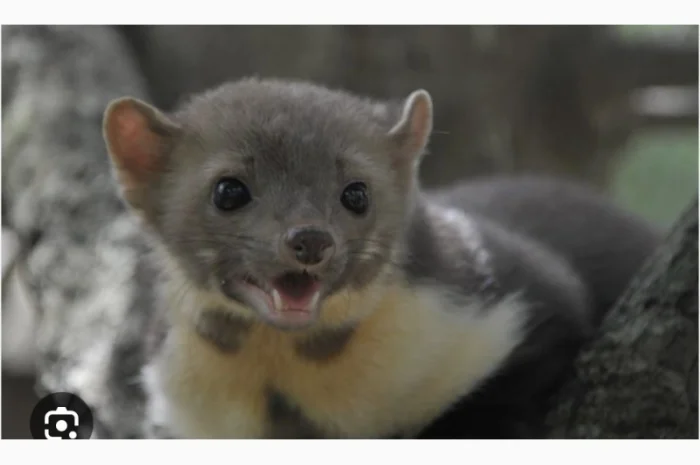 Купуємо шкірки Єнота бобра куниці- фото № 1