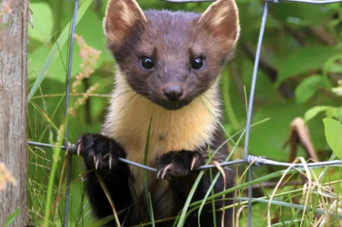 Куплю хутро куниці, єнота Дорого- фото № 1