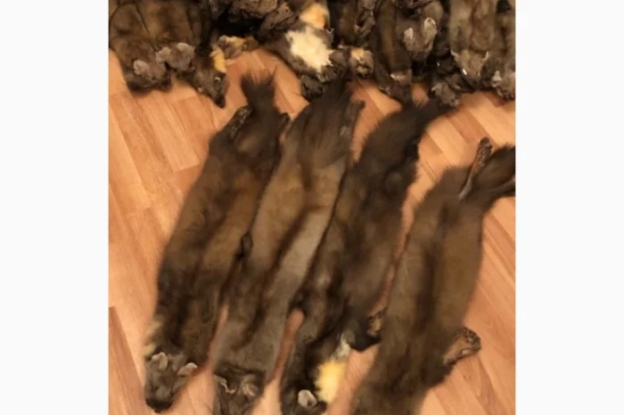 Куплю куницю- фото № 1