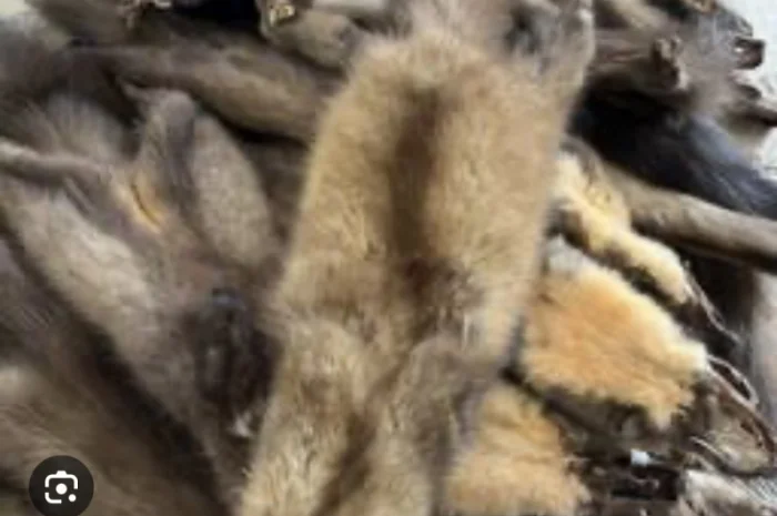 Купуємо дорого шкіри хутро куниці- фото № 1