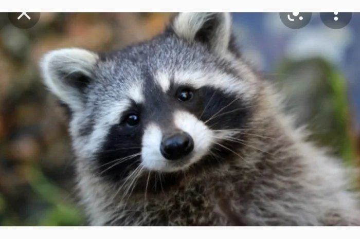 Куплю шкури куниці, лисиці, єнота ДоРоГо- фото № 1