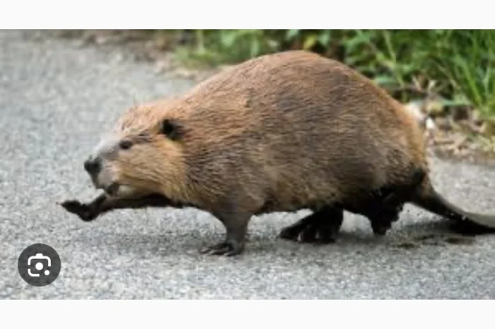 Куплю дорого Шкури бобра- фото № 1