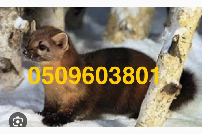 Куплю шкури куницы и другое- фото № 1