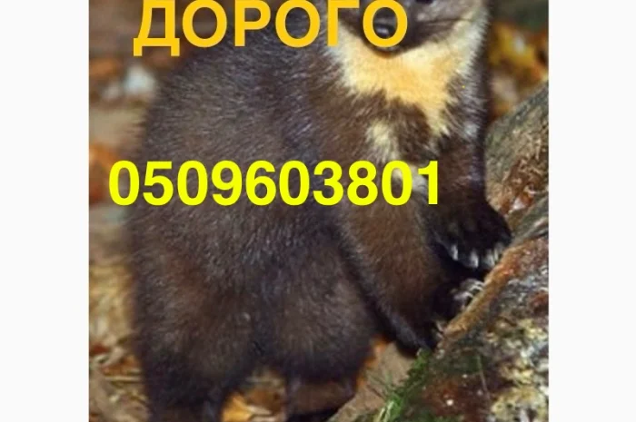 Покупаем шкурки куницы дорого в Виннице и области- фото № 1