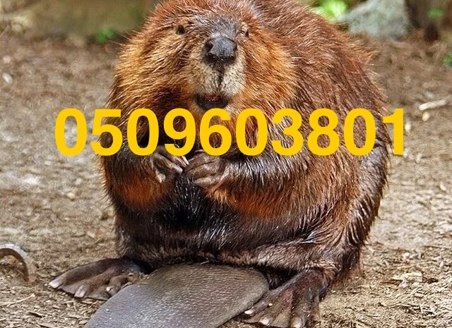 Покупаем шкурки бобра ДОРОГО- фото № 1