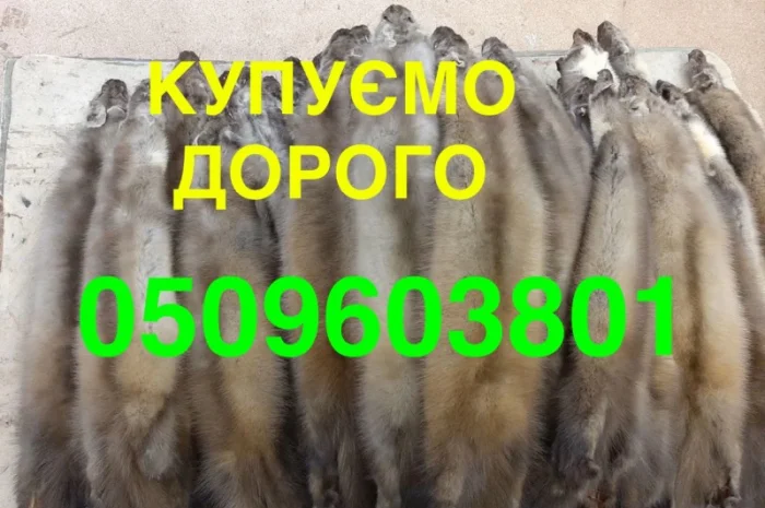 Скупка шкур куницы по самым высоким ценам- фото № 1