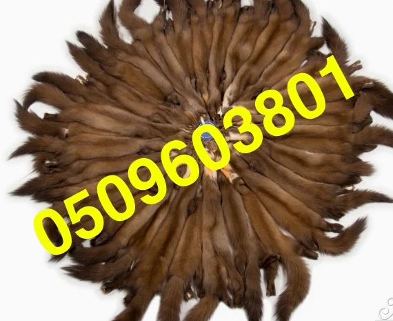 Покупаем шкурки и мех куницы, камянки и лесной недорого- фото № 1