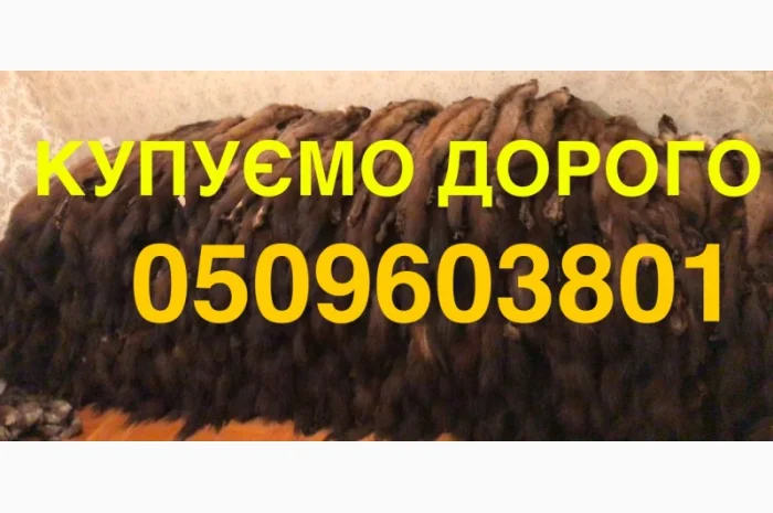 Купуємо шкурки куниці дорого- фото № 1