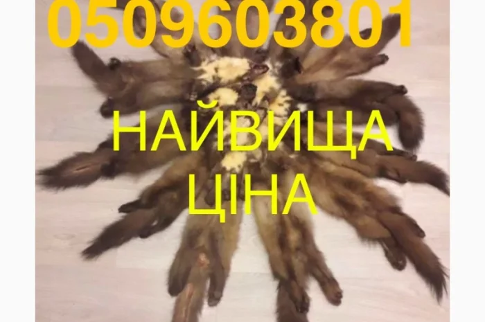 Закупівля шкір куниці за вигідними цінами- фото № 1