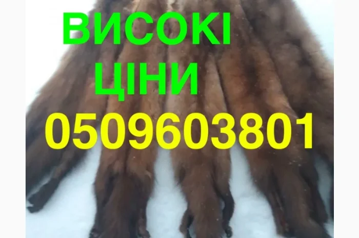 Куплю шкуру куницы по высокой цене- фото № 1